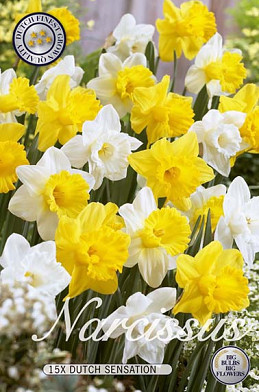 Narcis Trumpet Dutch Sensation x15 14/16