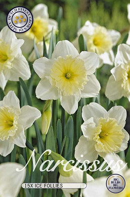 Narcis Trumpet Ice Follies x15 14/16