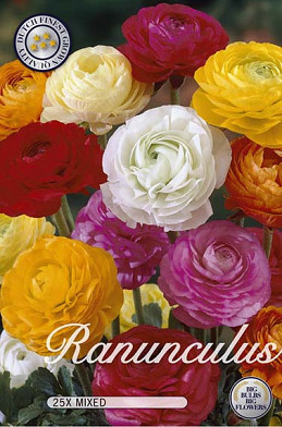 Ranunculus Mixed x25 6/7