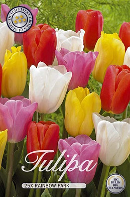 Tulipa Rainbow Park x20 12/+