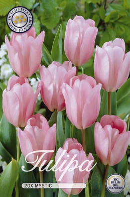 Tulipa Triumph Mystic x20 12/+