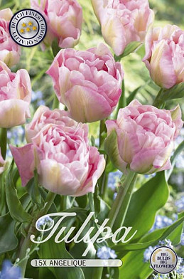 Tulp Double Late Angelique x12 12/+