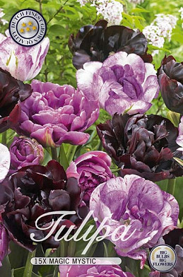 Tulp Double Late Magic Mystic x12 12/+