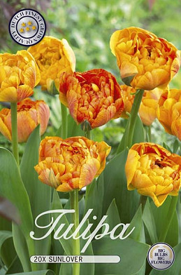 Tulp Double Late Sunlover x20 12/14