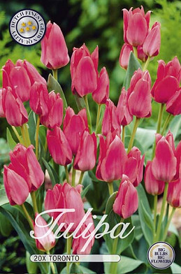 Tulp Greigii Toronto x20 12/+