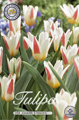 Tulp Kaufmania Johann Strauss x20 12/+