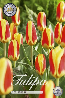 Tulp Kaufmania Stresa x15 12/+