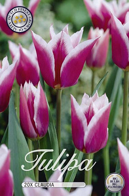 Tulp Lilyflowering Claudia x20 12/+