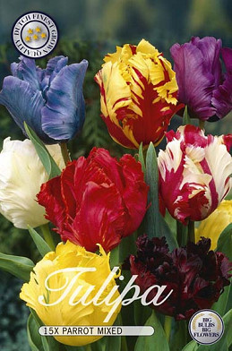 Tulp Parrot Mixed x15 12/+