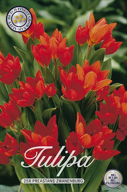 Tulp Specie Praestans Zwanenburg x25 10/12