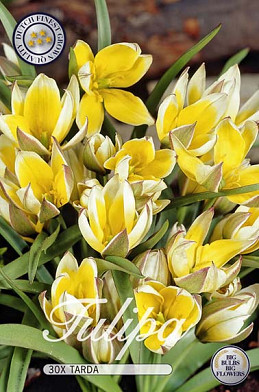 Tulp Specie Tarda x30 7/8