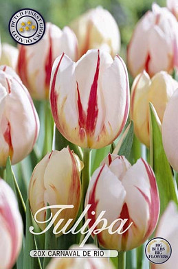 Tulp Triumph Carnaval De Rio x20 12/+