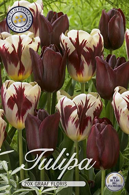 Tulp Triumph Graaf Floris x20 12/+