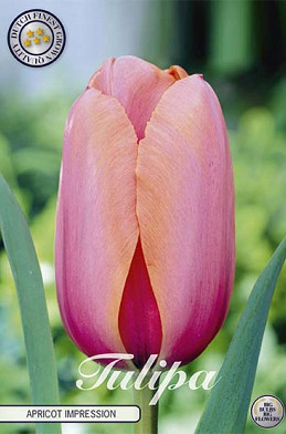 Tulp Darwin Apricot Impression x10 12/+