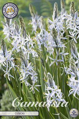 Camassia Cusickii x3 14/16