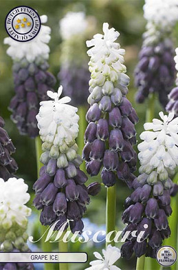 Muscari Grape Ice x7 6/+