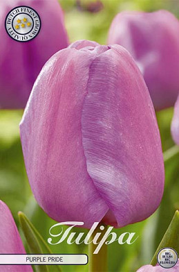 Tulp Darwin Purple Pride x7 12/+