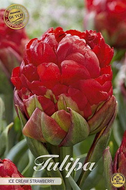 Tulp Double Late Ice Cream Strawberry x3 12/+