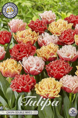 Tulp Fringed Crispa Double Mixed x10 12/+