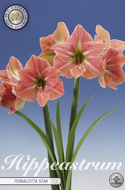 Hippeastrum Terracotta star x1 30/32