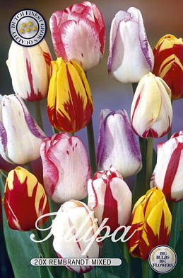 Tulp Rembrandt Mixed x20 12/+