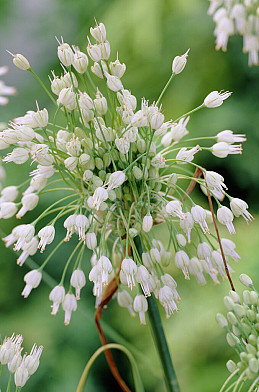 Allium carinatum ssp. pulchellum 'Album'  I .