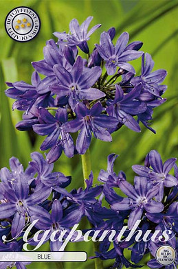 Agapanthus Blauw x 1 I .