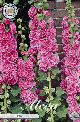 Alcea Pink x 1 I .