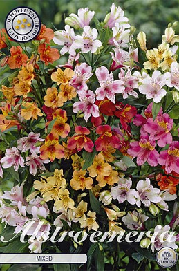 Alstroemeria Mixed x3 I .