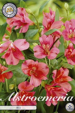 Alstroemeria Red x2 I .