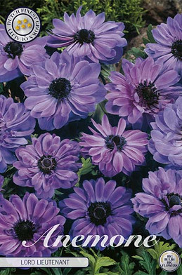 Anemone Coronaria Lord Lieutenant x 15 5/6