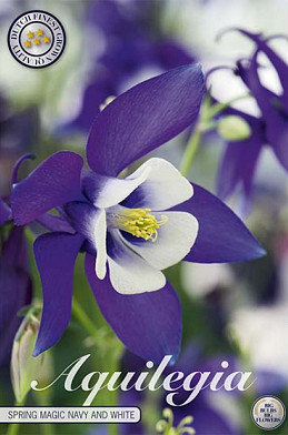 Aquilegia Spring Magic Navy and White x 2 I .