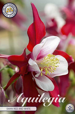 Aquilegia Swan Red an White x 2 I .