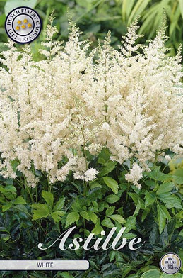 Astilbe Wit   x 1 I .