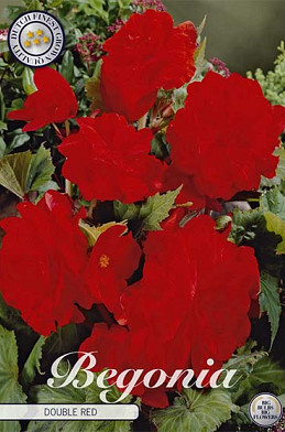 Begonia Dubbel Rood x 3 5/6