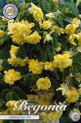 Begonia Pendula Geel x 3 5/6