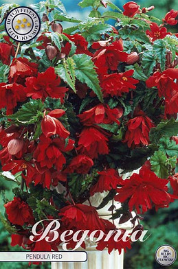 Begonia Pendula Rood x 3 5/6