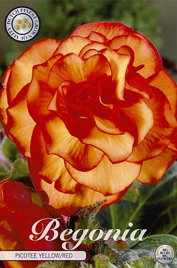 Begonia Picotee Yellow/Red x 3 5/6