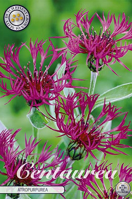 Centaurea Atropurpurea x 1 I .