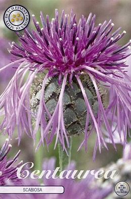 Centaurea Scabiosa x 1 I .