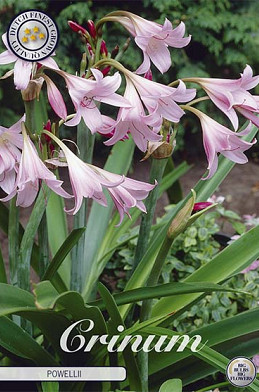 Crinum Powellii x 1 24/26