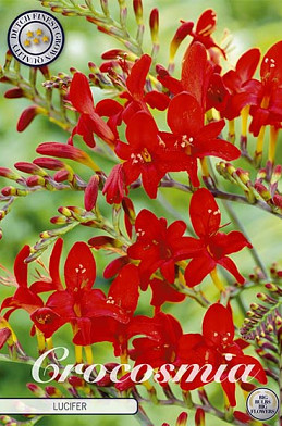 Crocosmia Lucifer x 10 10/12