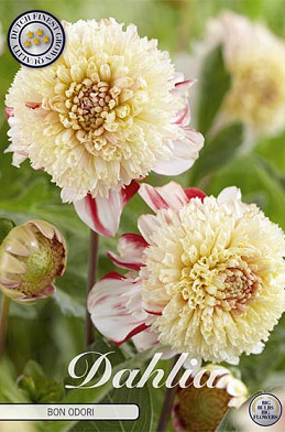 Dahlia Anemone Bon Odori x 1 I .