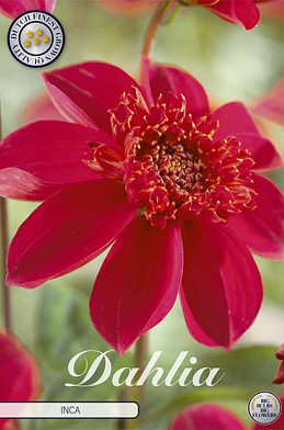 Dahlia Anemone Inca x 1 I .