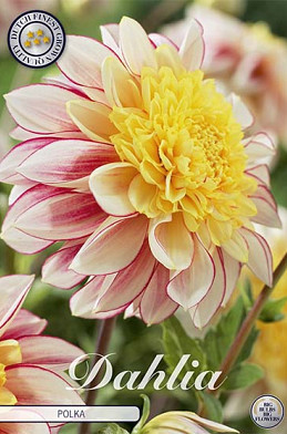 Dahlia Anemone Polka x1 I