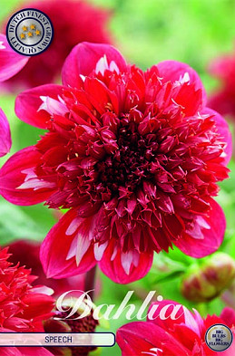 Dahlia Anemone Speech  x 1 I .