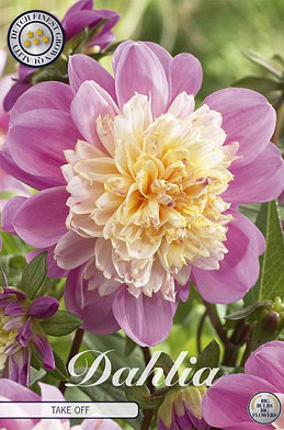 Dahlia Anemone Take off x 1 I .