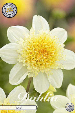 Dahlia Anemone Toto x 1 I .