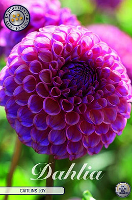 Dahlia Ball Caitlins Joy x1 I .