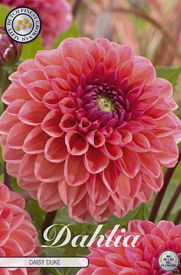 Dahlia Ball Daisy Duke x1 I